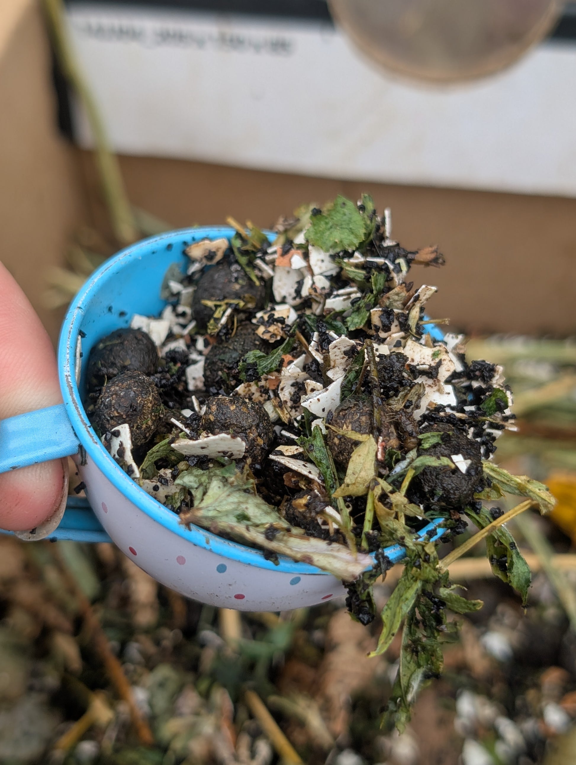 Small blue and white cup filled with dried herbs and soil held by a hand against a natural background.