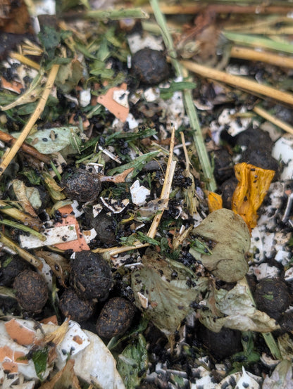 Close-up of compost with decomposing plant material and blackened organic matter rabibit dropping 
